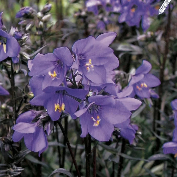 Buy Polemonium yezoense var. hidakanum 'Bressingham Purple' online UK