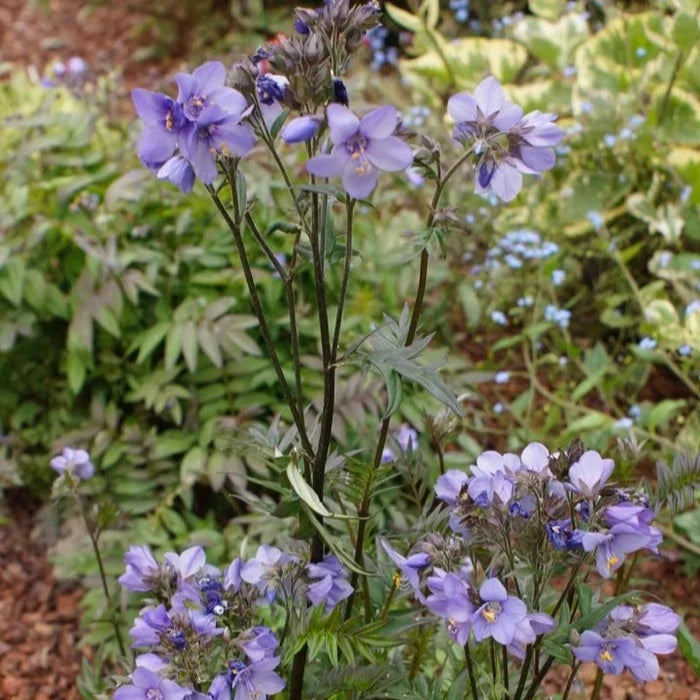 Buy Polemonium yezoense var. hidakanum 'Bressingham Purple' online UK