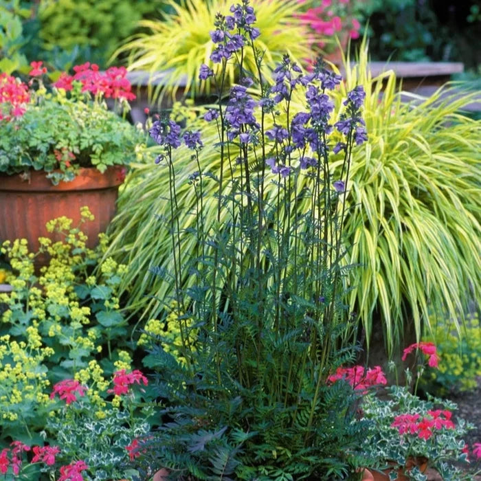 Buy Polemonium yezoense var. hidakanum 'Bressingham Purple' online UK