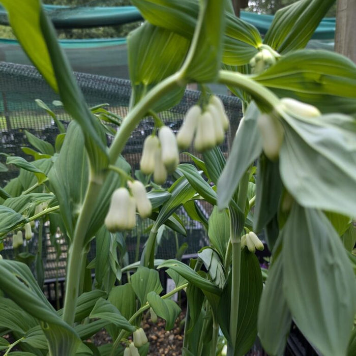 Buy Polygonatum multiflorum (Common Solomon's Seal) Rhizomes online