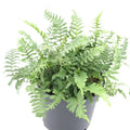 Buy Polypodium vulgare (Common Polypody Fern) online UK