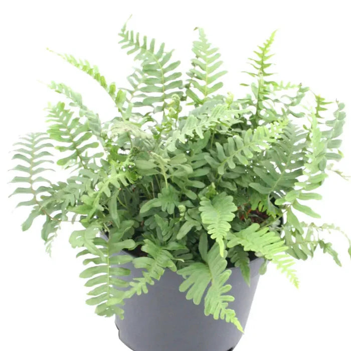 Buy Polypodium vulgare (Common Polypody Fern) online UK