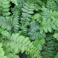 Buy Polystichum polyblepharum (Japanese Tassel Fern) online UK