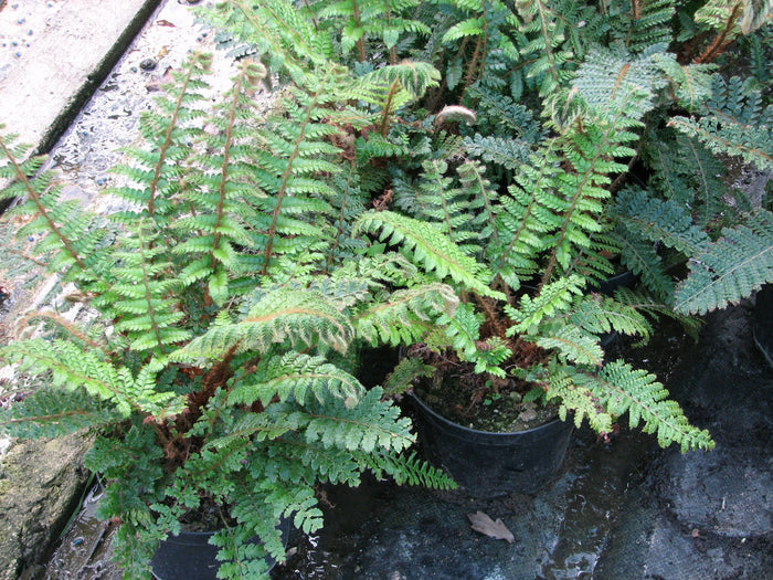 Buy Polystichum polyblepharum (Japanese Tassel Fern) online UK