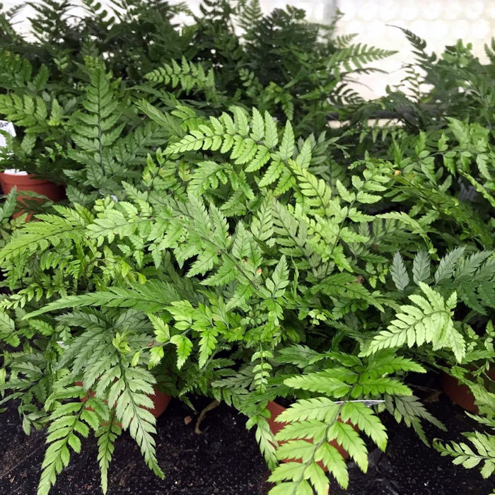Buy Polystichum tsus-simense (Korean Rock Fern) online UK
