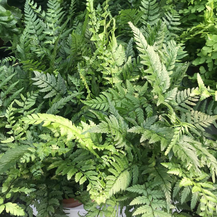 Buy Polystichum tsus-simense (Korean Rock Fern) online UK