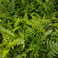 Buy Polystichum tsus-simense (Korean Rock Fern) online UK