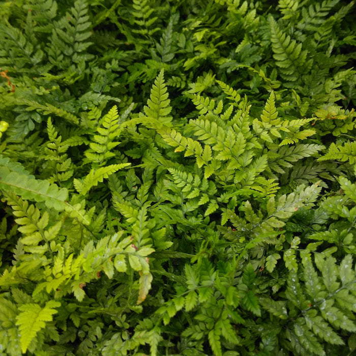 Buy Polystichum tsus-simense (Korean Rock Fern) online UK