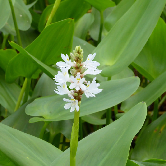 Buy Pontederia cordata 'Alba' (White Pickerel Weed) online UK