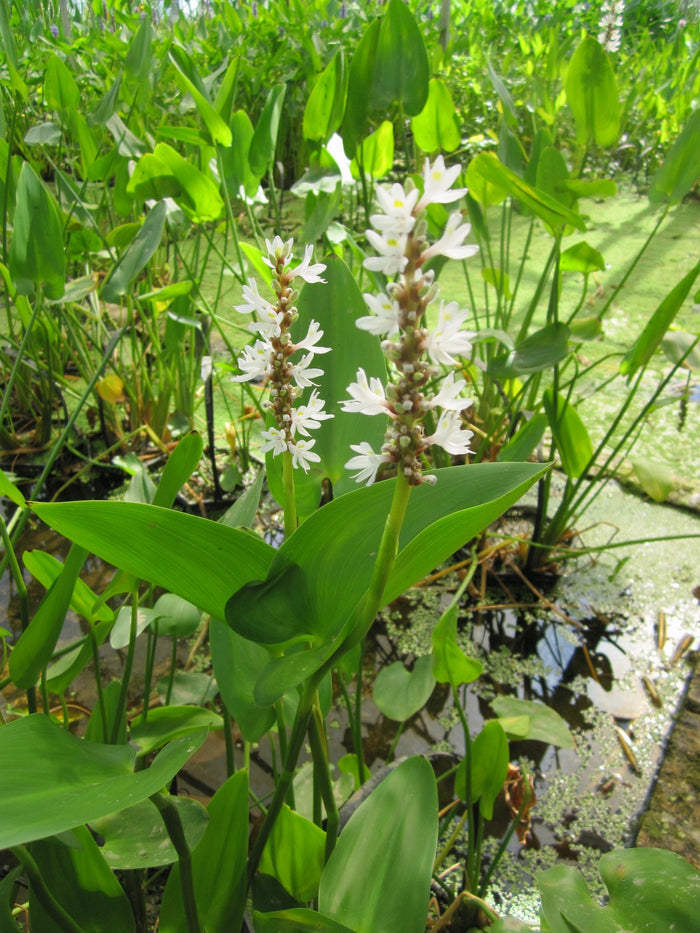 Buy Pontederia cordata 'Alba' (White Pickerel Weed) online UK