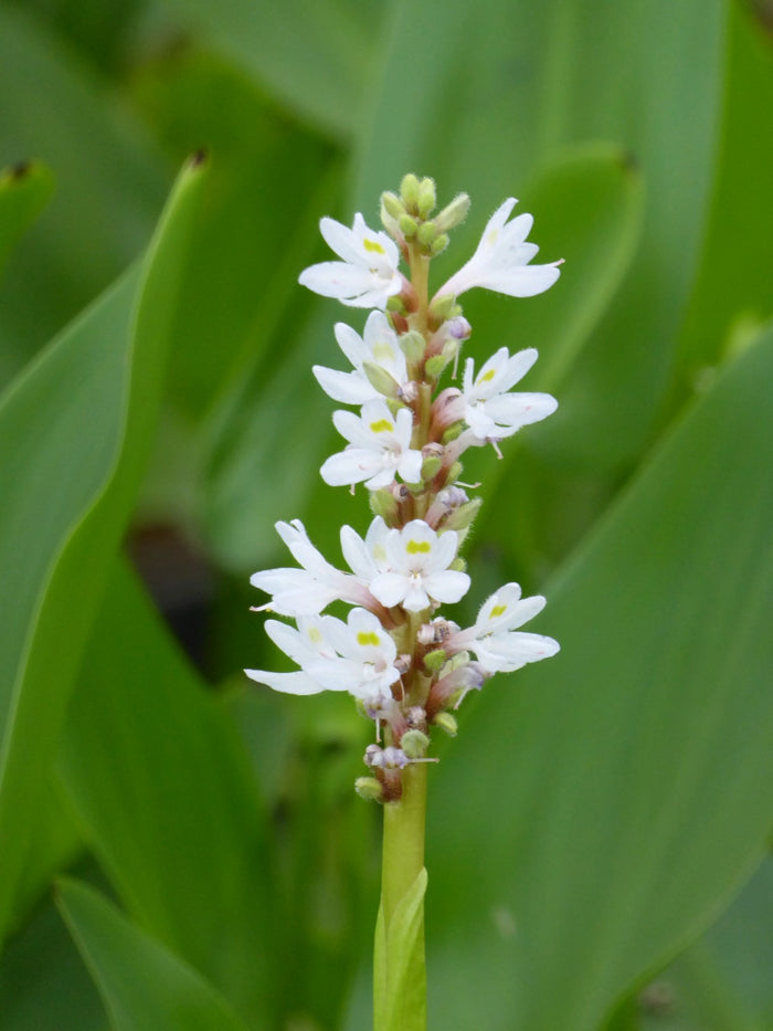 Buy Pontederia cordata 'Alba' (White Pickerel Weed) online UK