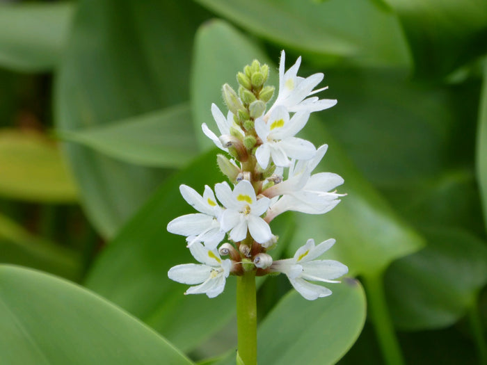 Buy Pontederia cordata 'Alba' (White Pickerel Weed) online UK