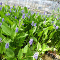 Buy Pontederia cordata (Pickerel Weed) online UK
