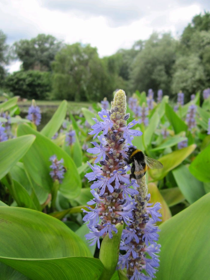 Buy Pontederia cordata (Pickerel Weed) online UK