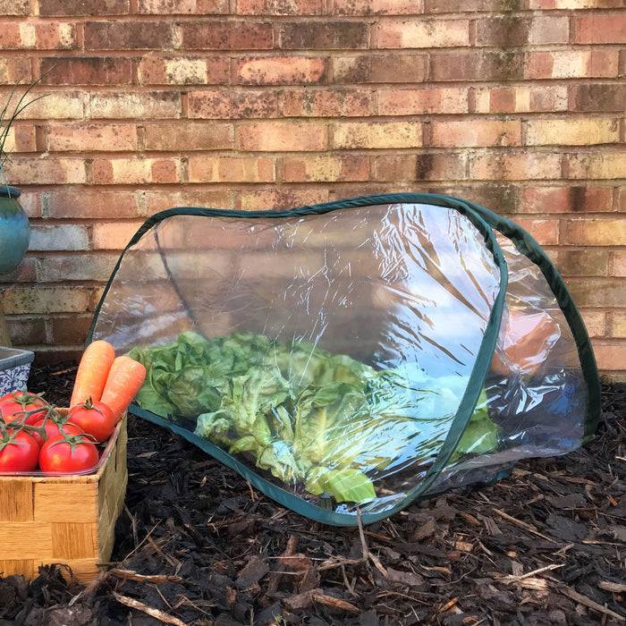 Buy Pop Up Mini Greenhouse & Polytunnel Cloche online UK