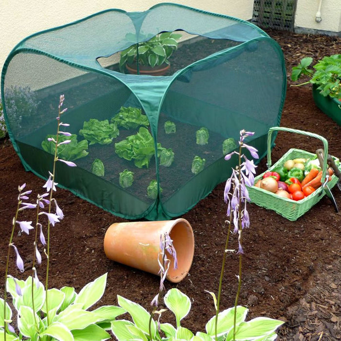 Buy Pop Up Strawberry & Salad Fruit Cage Plant Cover online UK