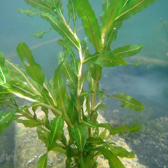 Buy Potamogeton crispus (Curled Pondweed) online UK