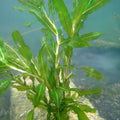 Buy Potamogeton crispus (Curled Pondweed) online UK