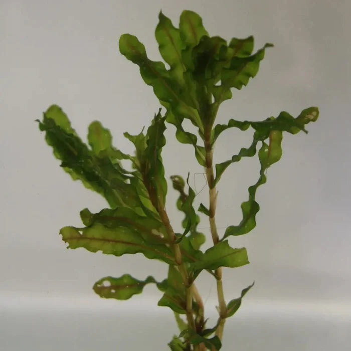 Buy Potamogeton crispus (Curled Pondweed) online UK
