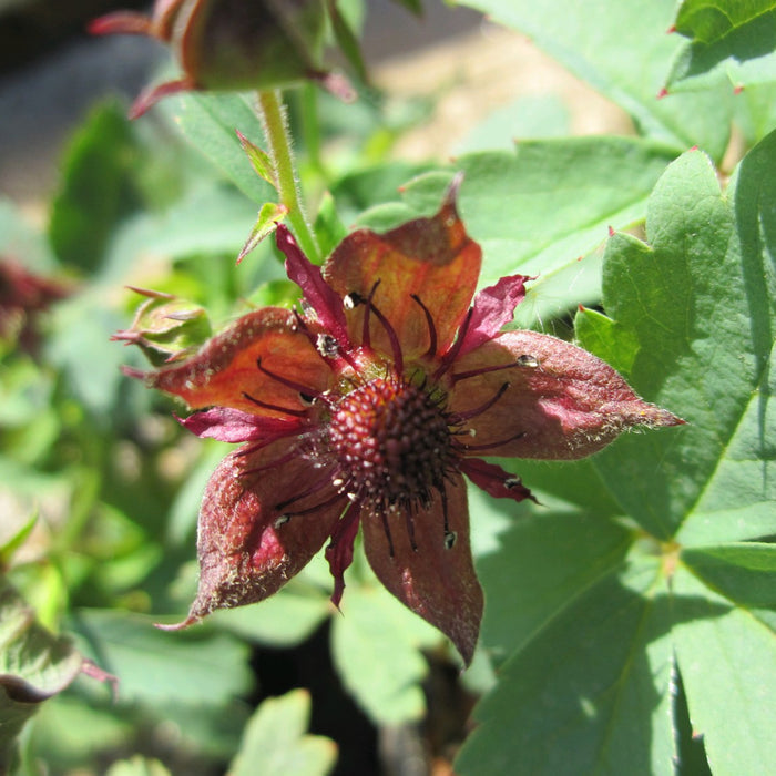Buy Potentilla palustris (Marsh Cinquefoil) online UK