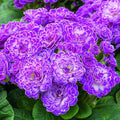 Primula 'Belarina Candy Frost'
