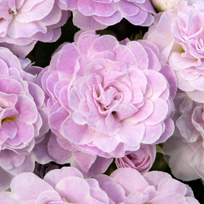 Primula 'Belarina Pink Ice'