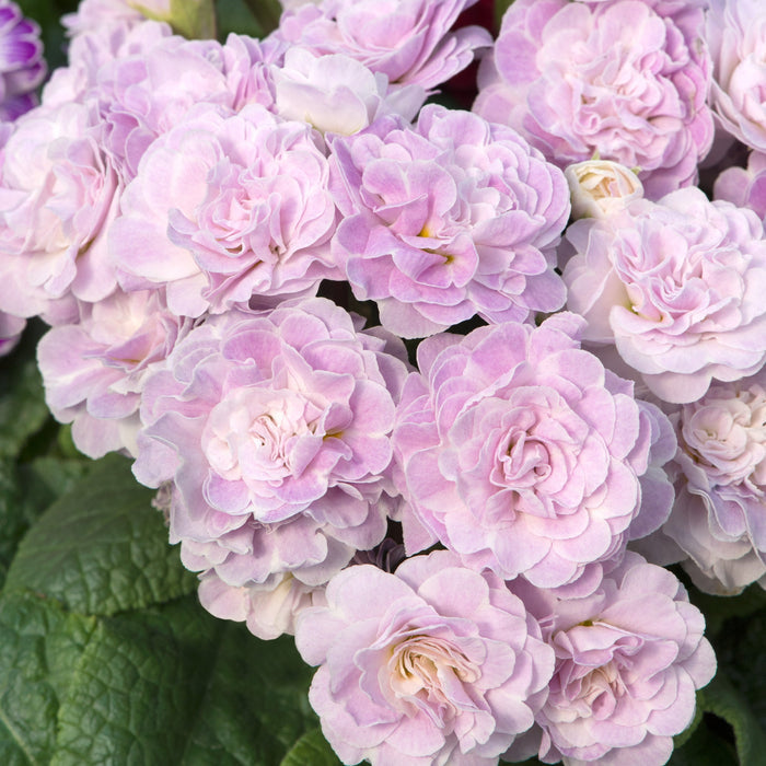 Primula 'Belarina Pink Ice'
