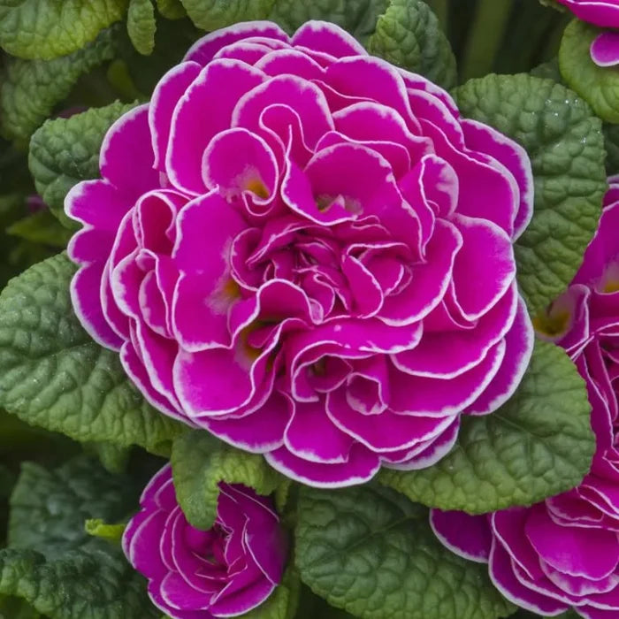 Primula 'Belarina Rosalina'