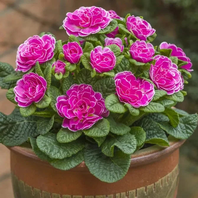 Primula 'Belarina Rosalina'