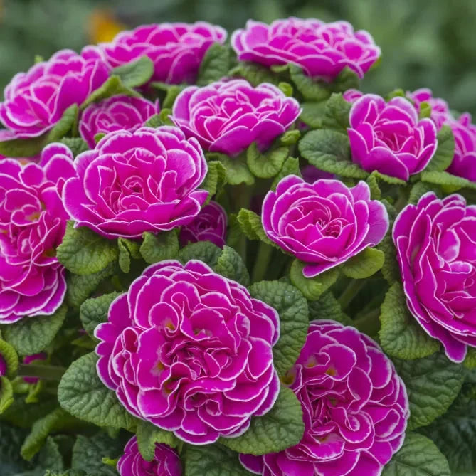 Primula 'Belarina Rosalina'