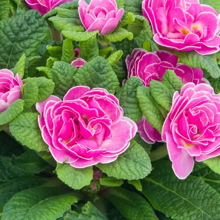 Primula 'Belarina Rosalina'
