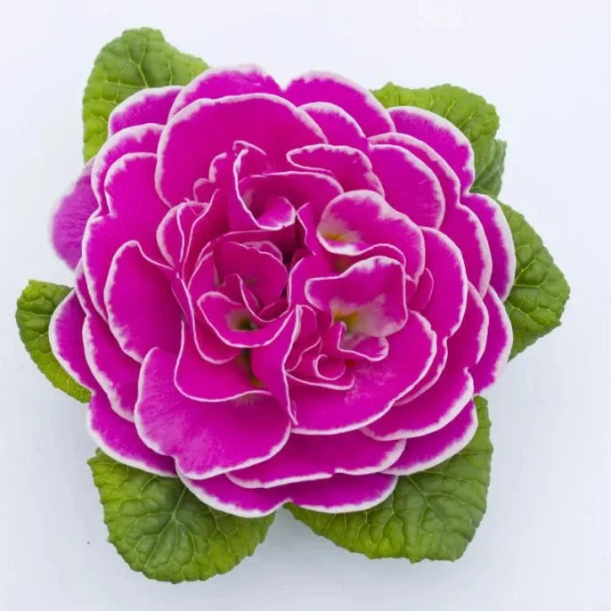 Primula 'Belarina Rosalina'