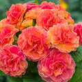 Primula 'Belarina Tangerine Twist'