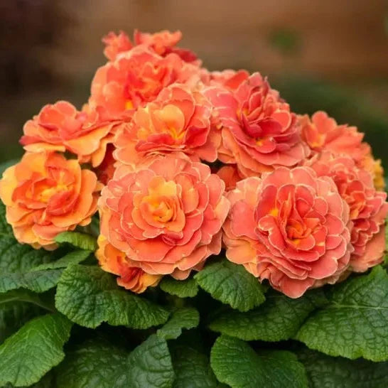 Primula 'Belarina Tangerine Twist'
