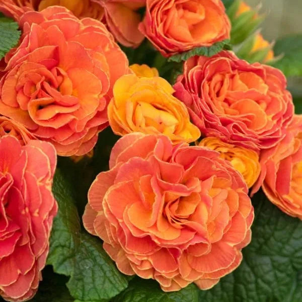 Primula 'Belarina Tangerine Twist'