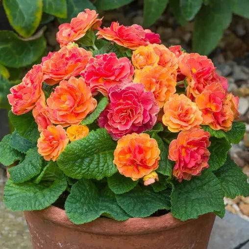 Primula 'Belarina Tangerine Twist'