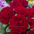 Primula 'Belarina Valentine'