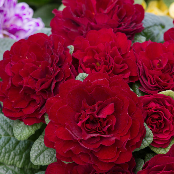 Primula 'Belarina Valentine'