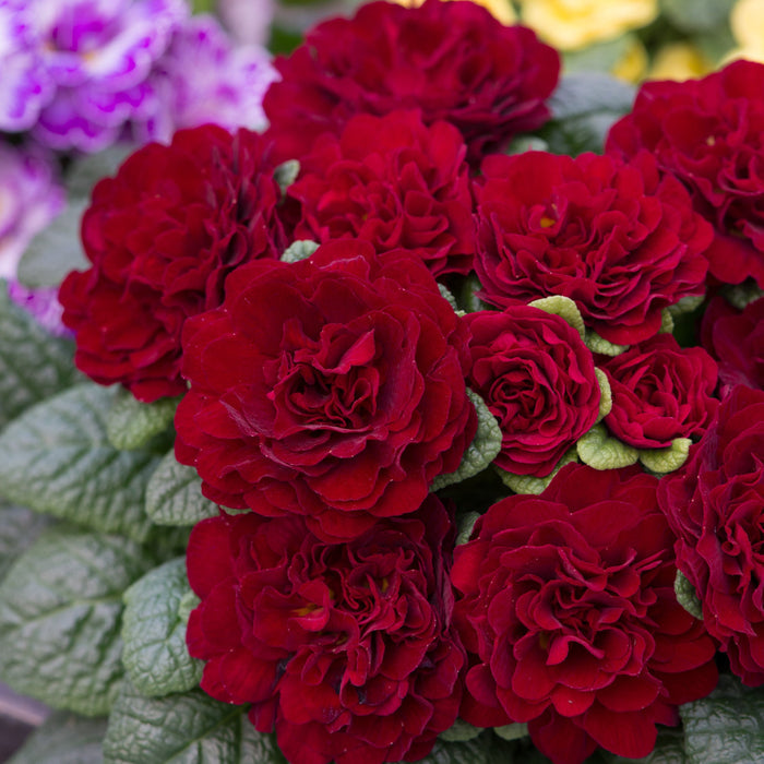 Primula 'Belarina Valentine'