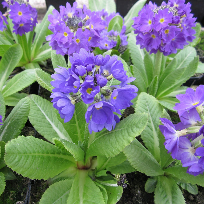 Buy Primula denticulata (Drumstick Primrose) online UK