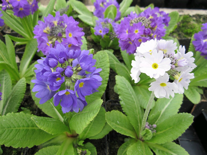 Buy Primula denticulata (Drumstick Primrose) online UK