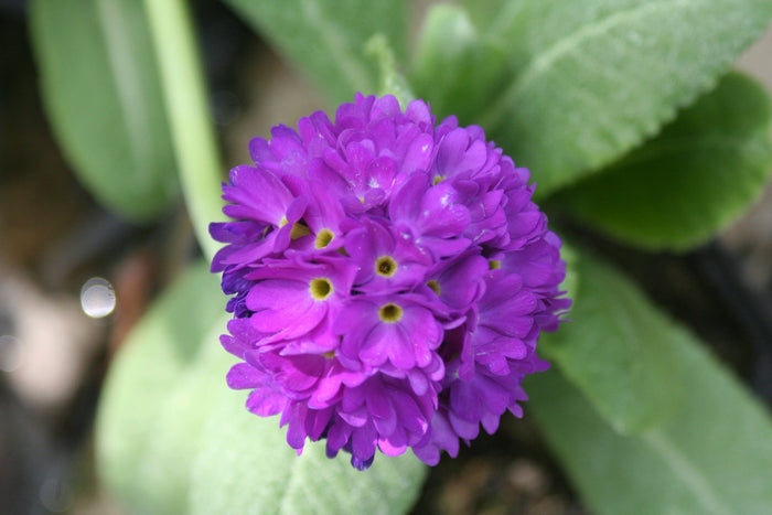 Buy Primula denticulata (Drumstick Primrose) online UK
