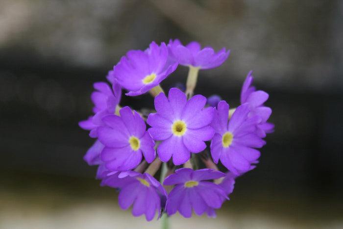 Buy Primula denticulata (Drumstick Primrose) online UK