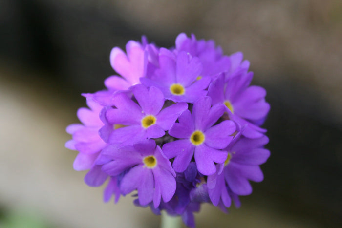 Buy Primula denticulata (Drumstick Primrose) online UK