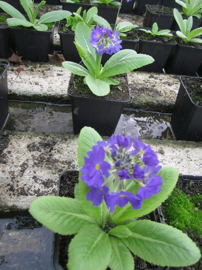 Buy Primula denticulata (Drumstick Primrose) online UK