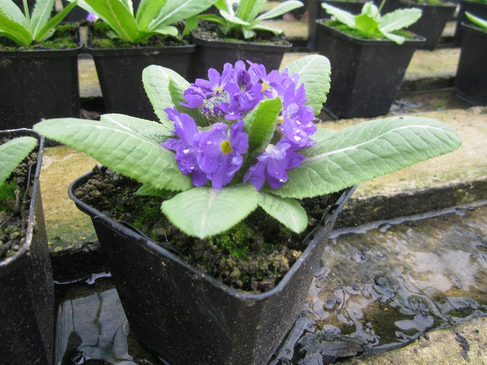 Buy Primula denticulata (Drumstick Primrose) online UK