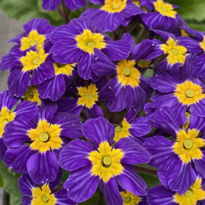 Primula 'OakLeaf Blue'