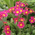 Primula 'OakLeaf Magenta'