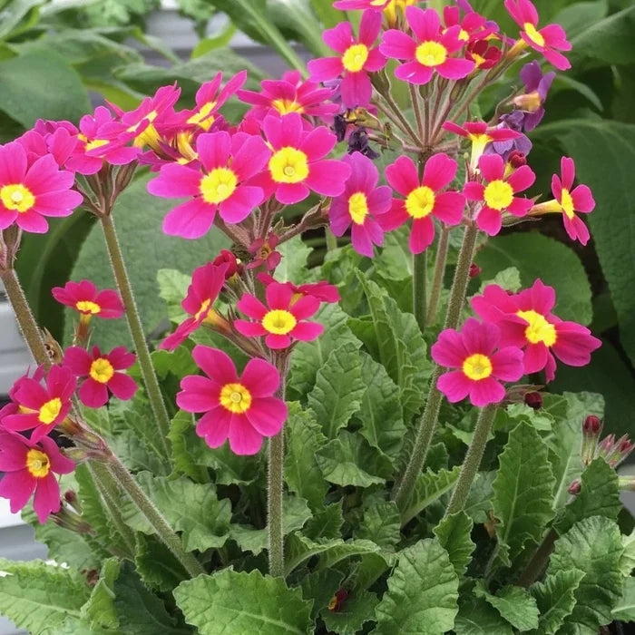 Primula 'OakLeaf Magenta'