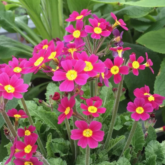 Primula 'OakLeaf Magenta'